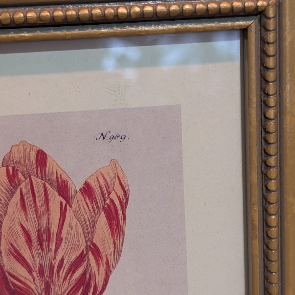 Vintage Framed Art Prints(Set)~Tulips~Johann Wilhelm Weinmann - Picture 7 of 11